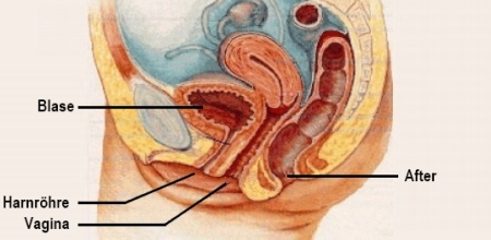 Die Anatomie der Frau: Darmbakterien können leichter in den Körper gelangen.