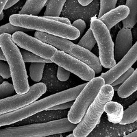 E. coli Bakterien unter dem Mikroskop. Quelle: NIAID